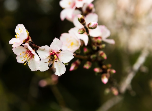 Decoration of white blossom outdoors