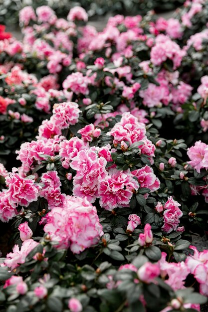 Decoration with beautiful pink flowers