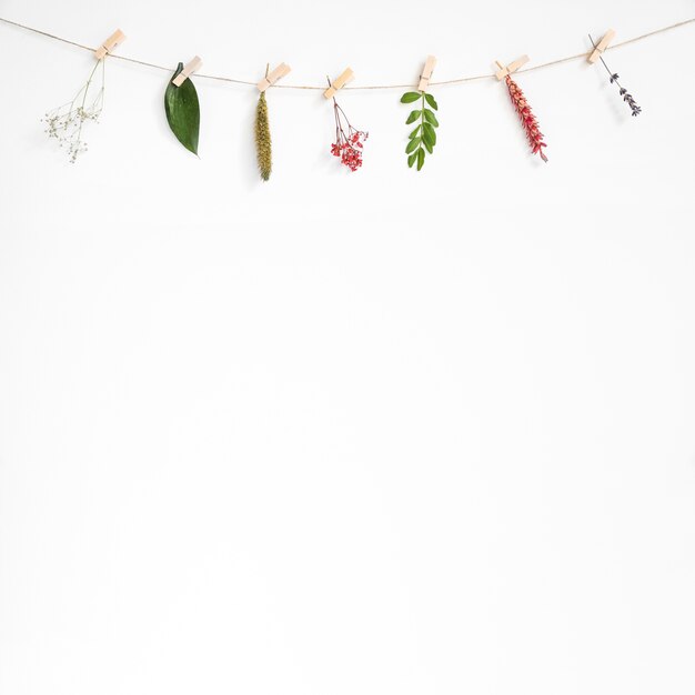 Decorative background with leaves on clothes line