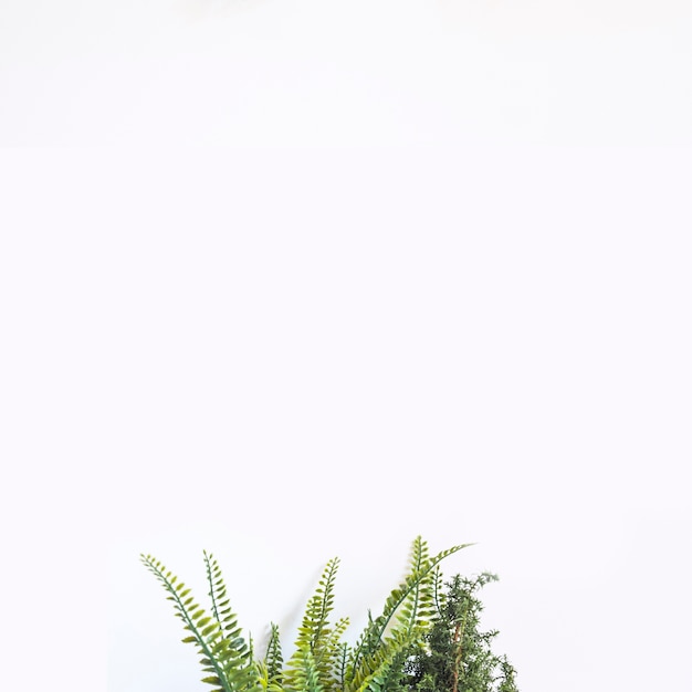 Decorative background with plant on bottom