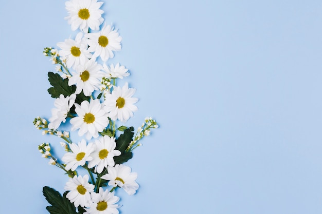 Free photo decorative daisy flowers