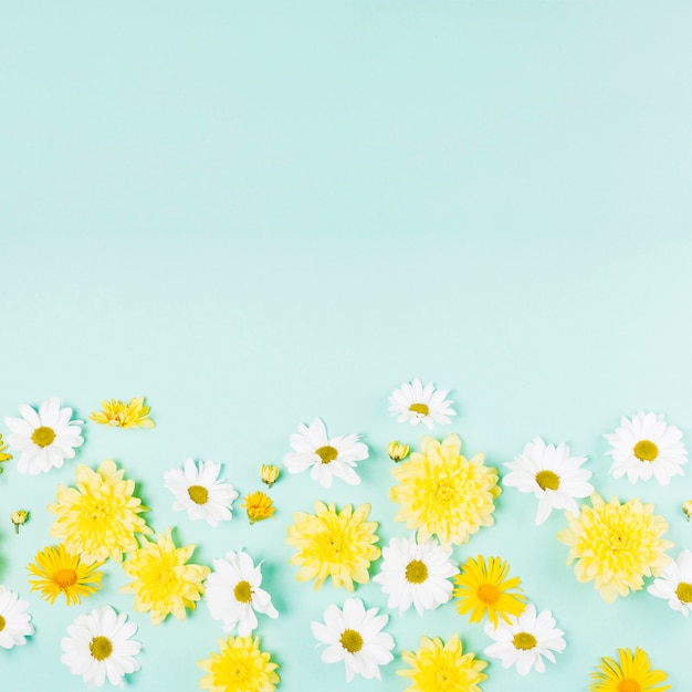 Free photo decorative daisy flowers