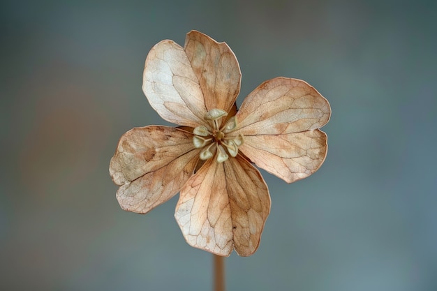 Decorative dreamy arrangement with dried flowers