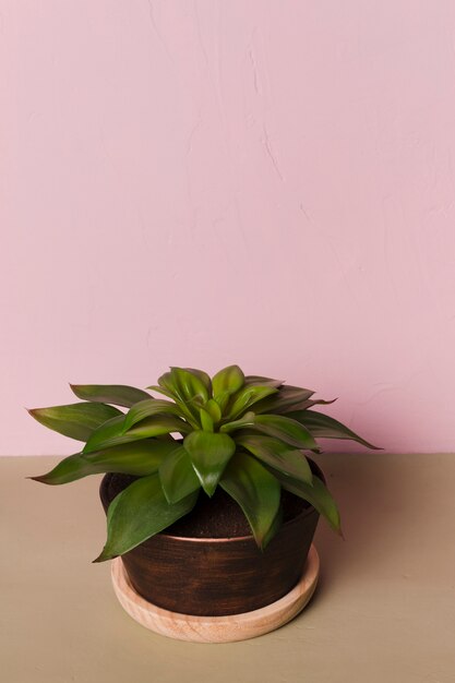 Decorative plant inside minimal vase