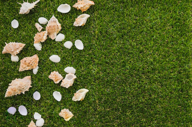 Decorative seashells on green grass surface