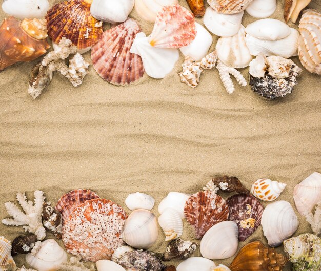 Decorative seashells on sandy background