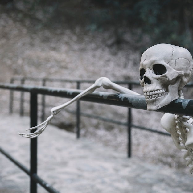 Free Photo decorative skeleton resting on parapet and looking away