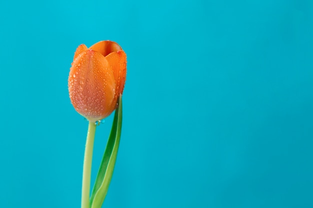 Free photo decorative tulip on blue background