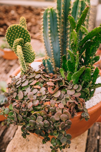 Free Photo decorative variety of succulent plant in brown pot