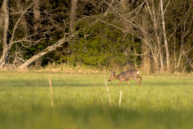 Free Photo deer eating on a grass field with trees