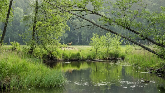 Deer in a field on the bay of a lake in the forest