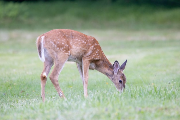 Free photo deer grazing on the pasture at daytime