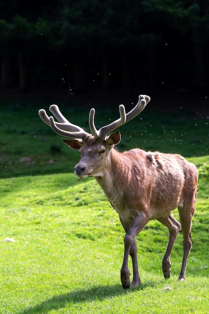 Free photo deer on a lawn in the carpathians romania