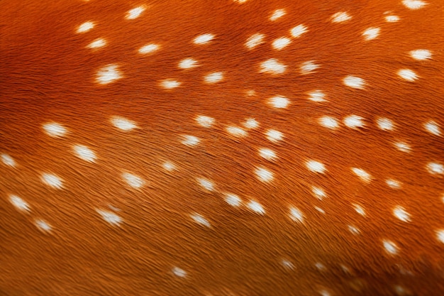 Deer pattern  fur texture