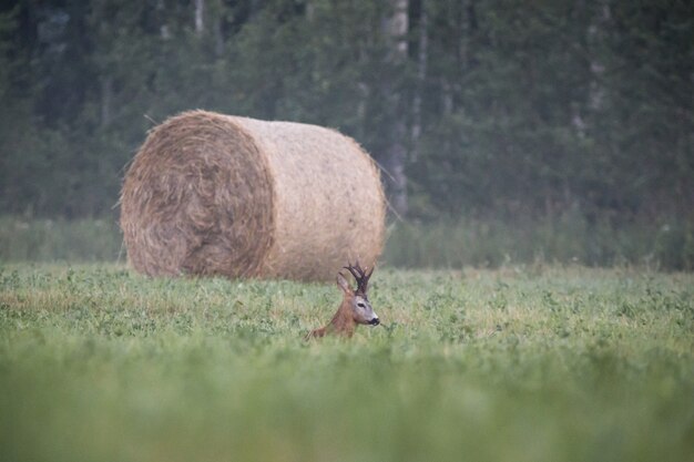 Deer sitting in high grass on field