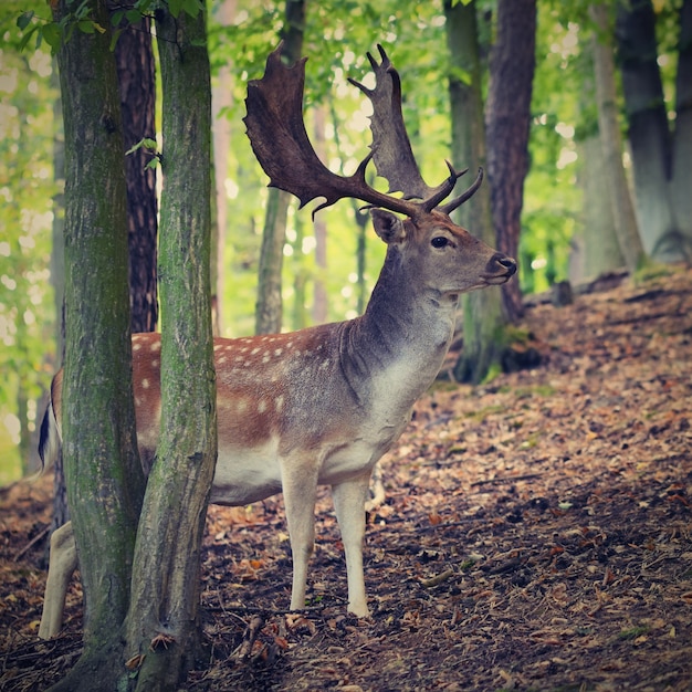 "Deer in woods"