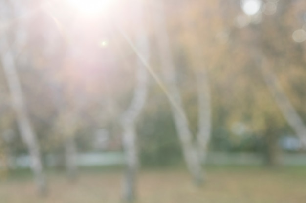 Free photo defocused autumn trees in park at sunrise