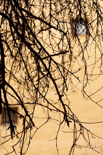 Defocused concrete building with empty tree branches