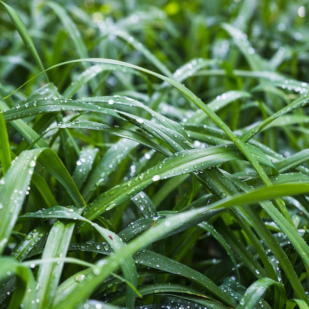 Delicate grass with water drops