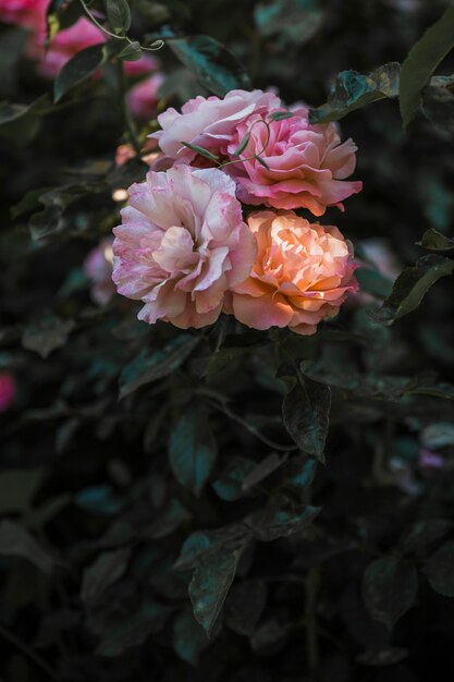 Delicate peach flowers on shrub