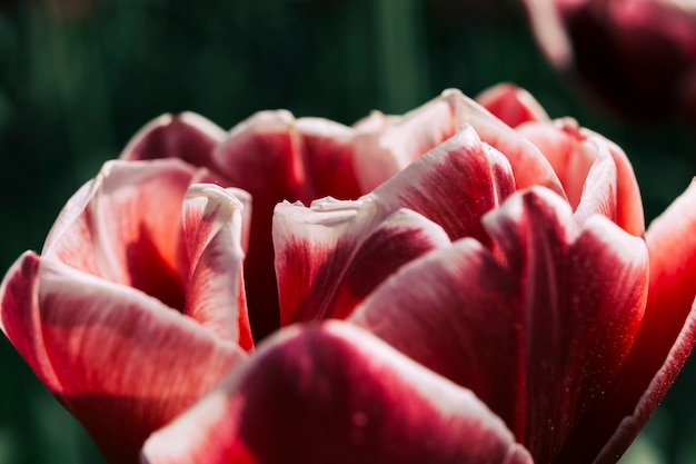 Free photo delicate petals of a red flower