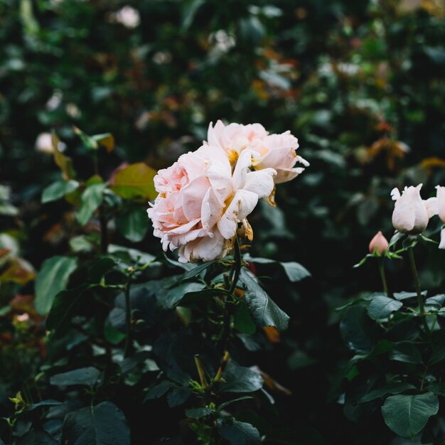 Delicate pink rose on plant