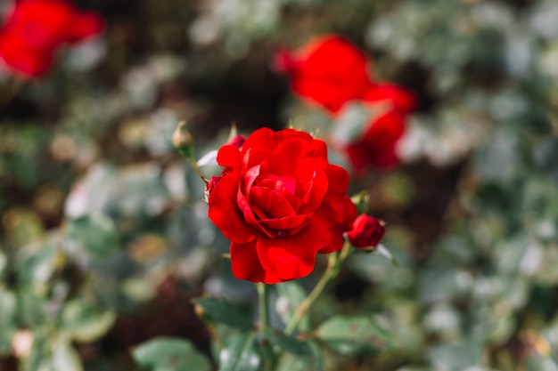 Free photo delicate red flower growing in garden