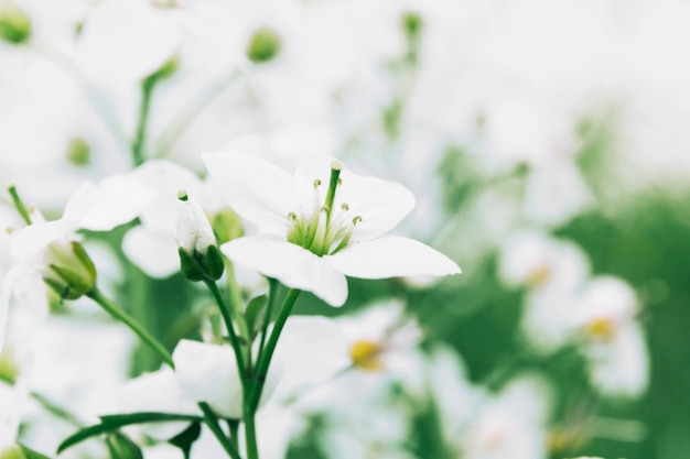 Free photo delicate white fresh flowers