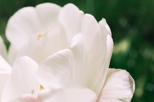 Free photo delicate white poppy flower's petal