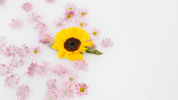 Delicate yellow and pink flowers floating on water