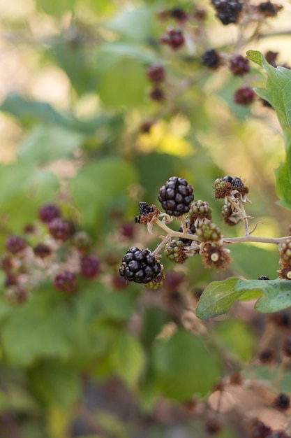 Delicious blackberries plant