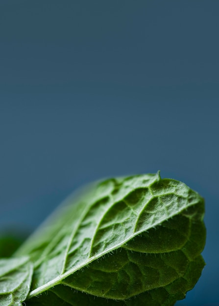 Free photo delicious food texture composition close-up