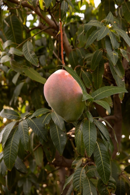 Free Photo delicious raw mango fruit in a tree