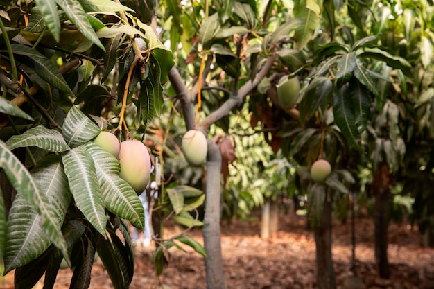 Delicious raw mango fruit in a tree