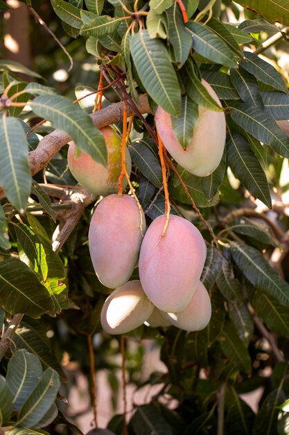 Delicious raw mango fruit in a tree