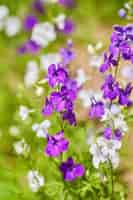 Free photo delphiniumcandle delphiniummany beautiful purple and blue flowers blooming in the garden