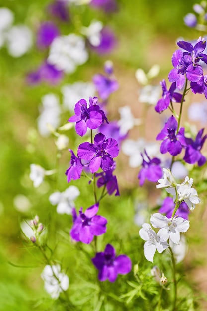 Free Photo delphiniumcandle delphiniummany beautiful purple and blue flowers blooming in the garden