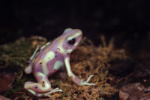 Dendrobates auratus albino closeup Dart frog Dendrobates auratus albino