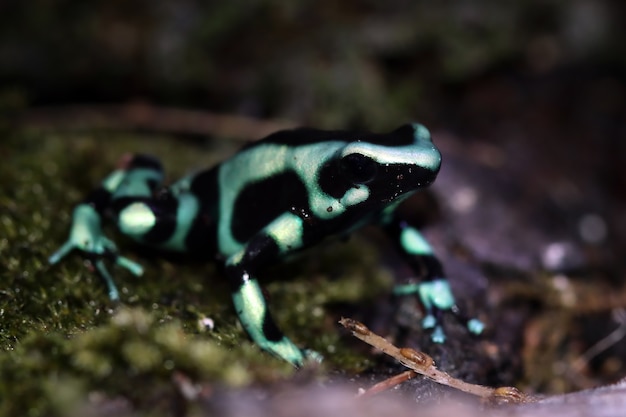 Free Photo dendrobates auratus green frog closeup