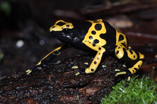 Dendrobates leucomelas closeup from side view