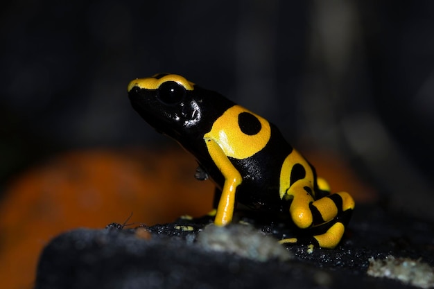 Dendrobates leucomelas dart frog side view