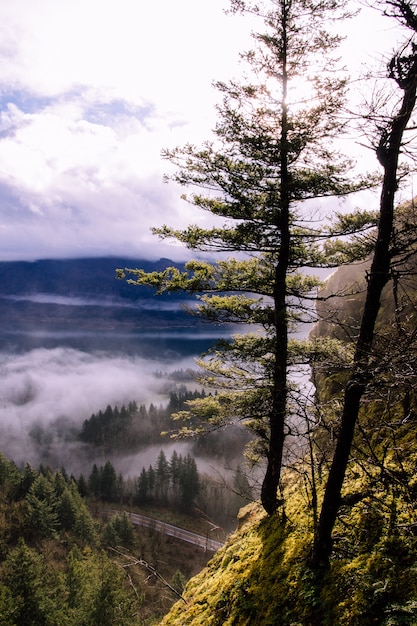 dense forest trees without leaves