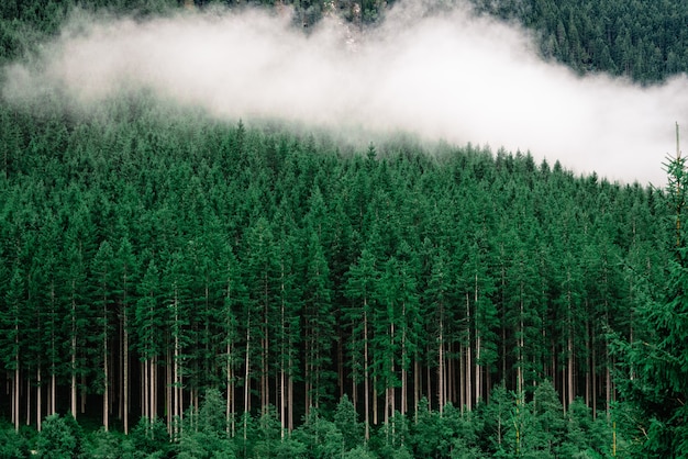 Free photo dense forest with tall pine trees and fog on it