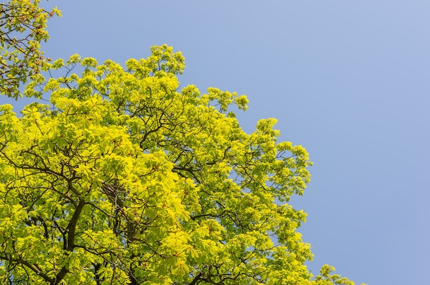 Dense green leaves on the top of the tree with the sky