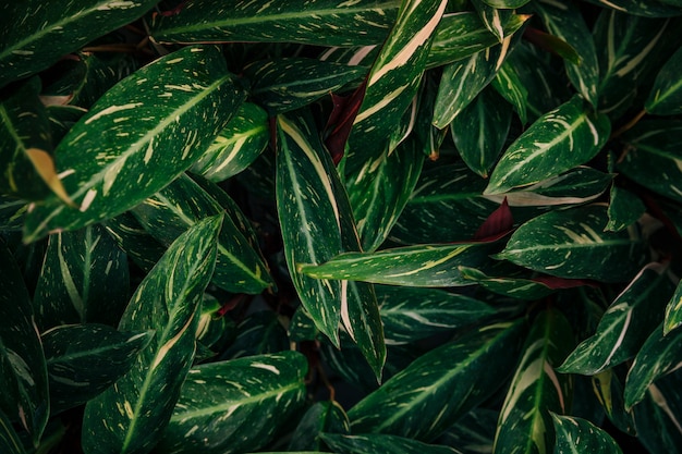 Dense green vegetation in the botanical garden