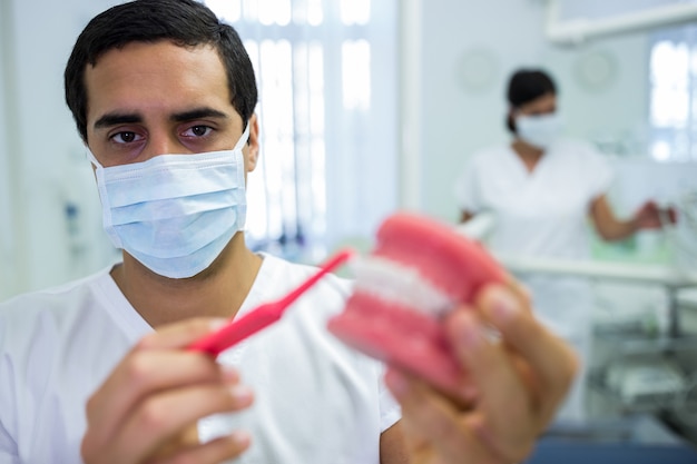 Dentist cleaning dental jaw model with a toothbrush