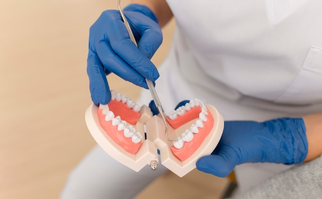 Free photo dentist showing something on teeth model