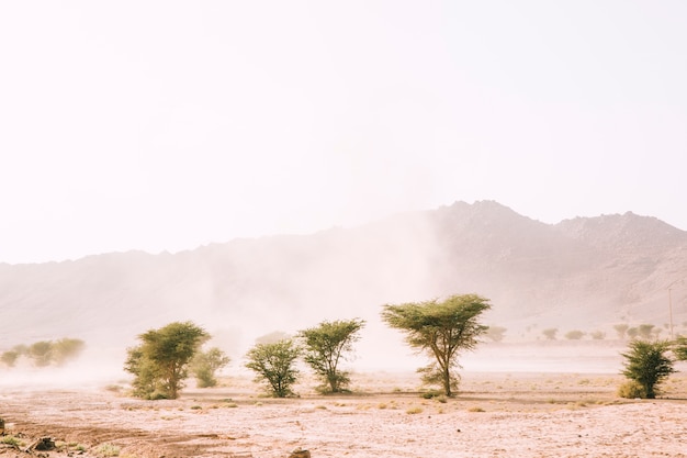 Desert landscape