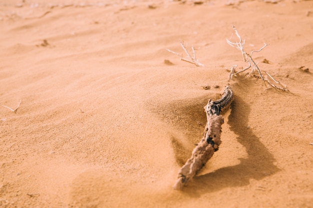 Free photo desert landscape