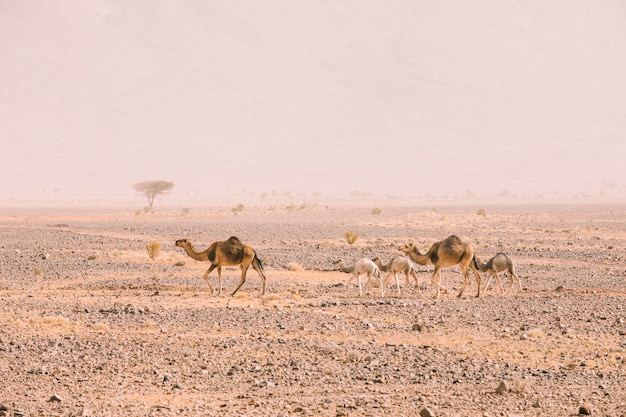 Desert landscape